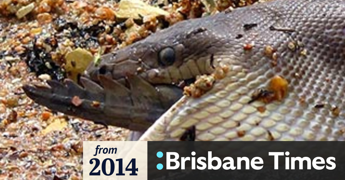 Snake eats crocodile